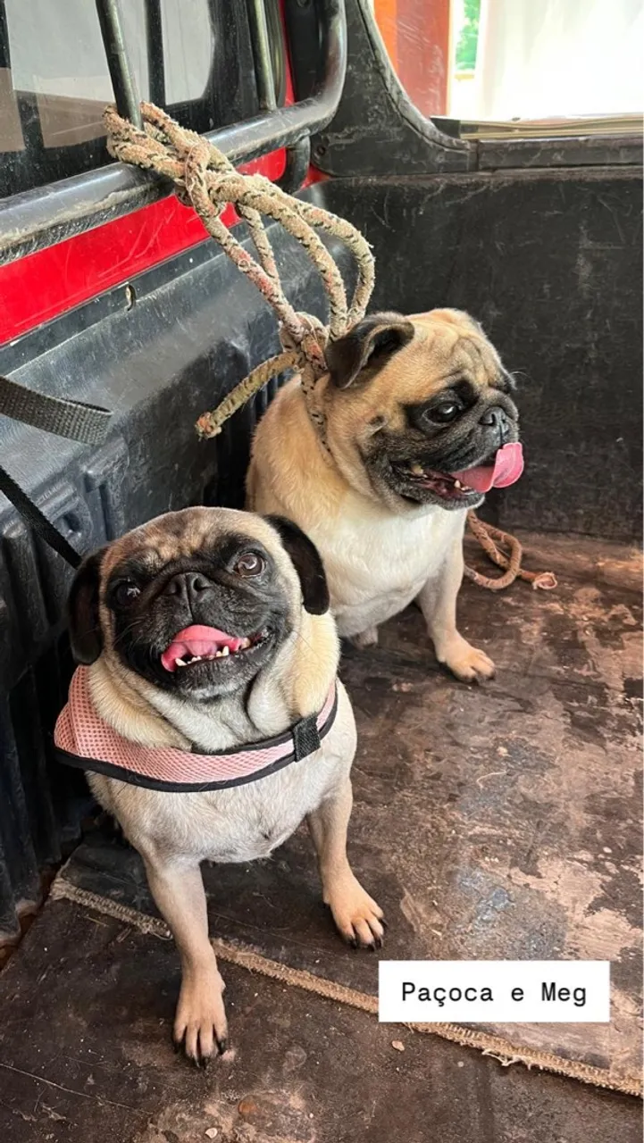 Filhote de PUG