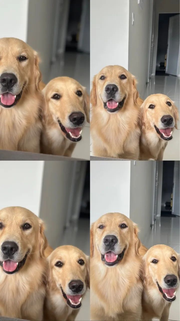 Golden Retriever Macho disponível - Foto 5