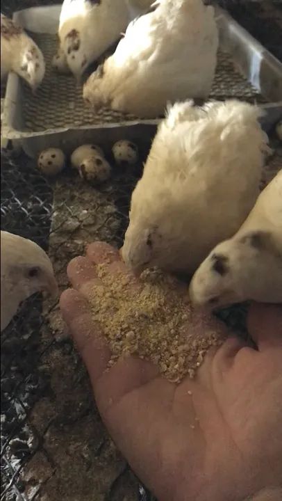 codorna branca - Foto 2