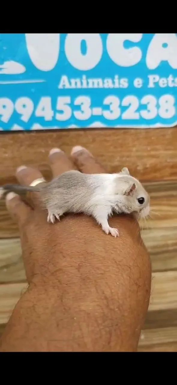 Toca Animais Pet ( Roedores) - Foto 3