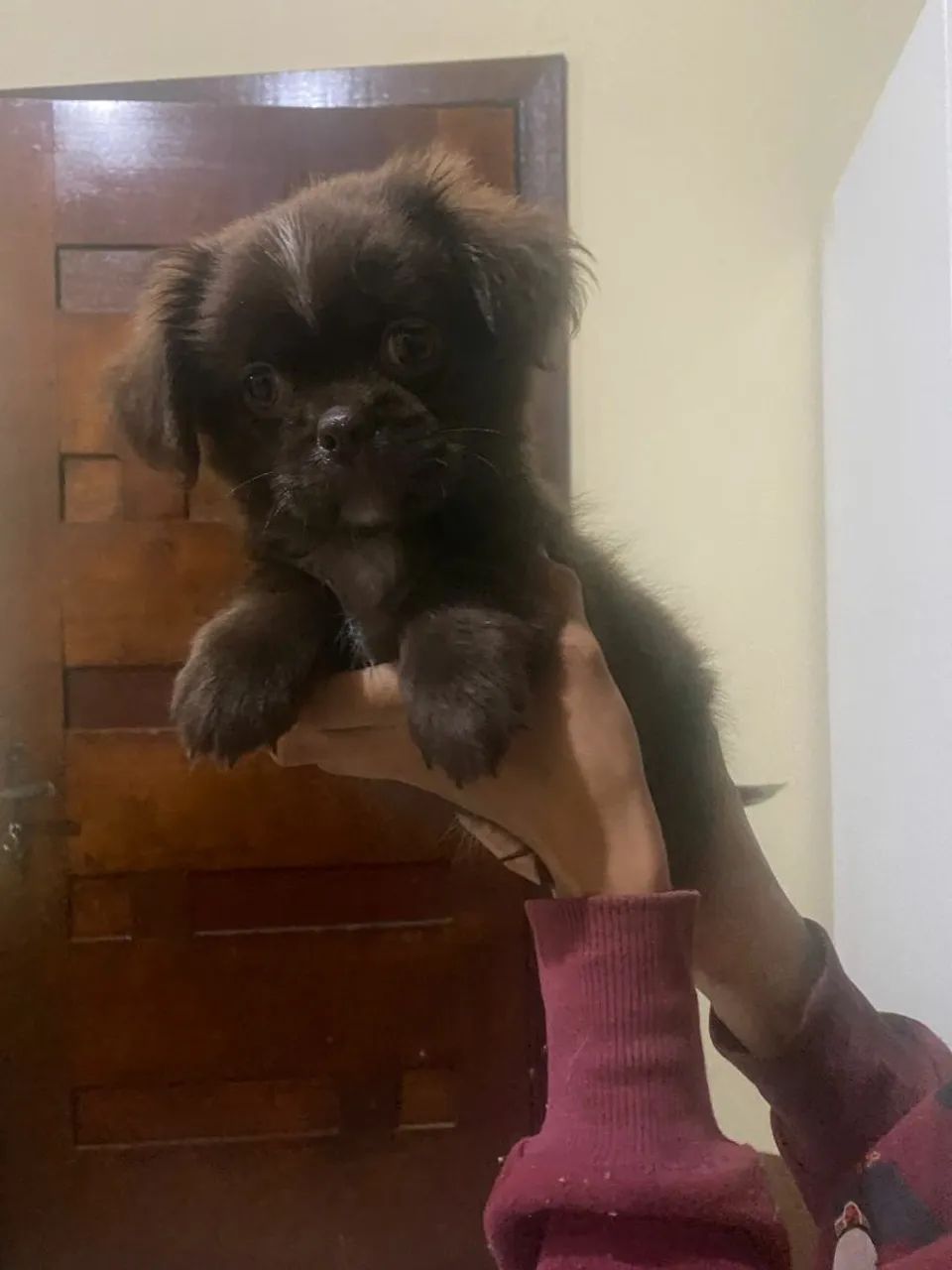 Filhote de Shih Tzu com lulu  - Foto 4