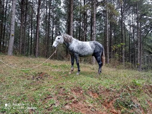 Potro campeiro com campolina. - Foto 4