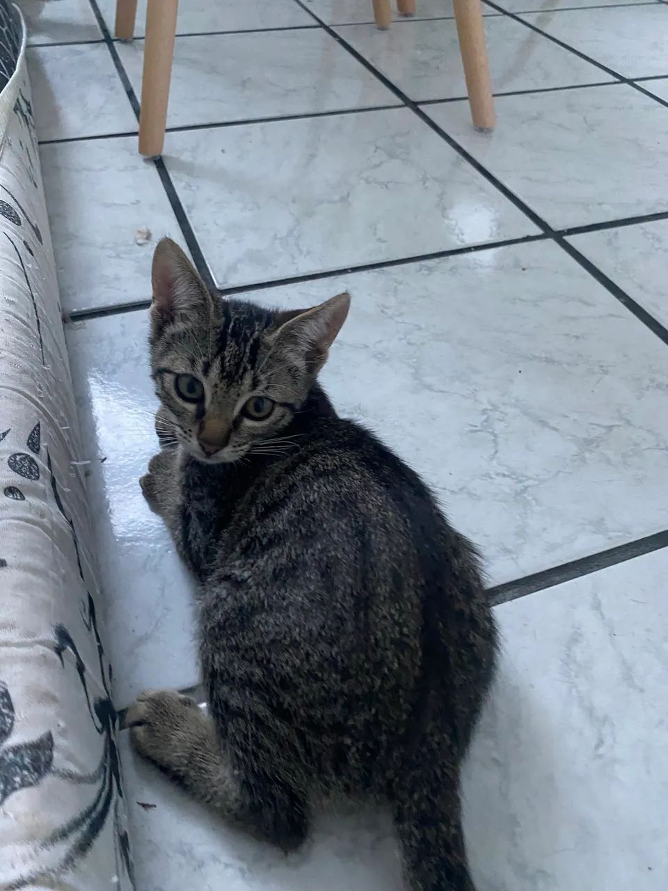 2 gatinhos filhotes  - Foto 5