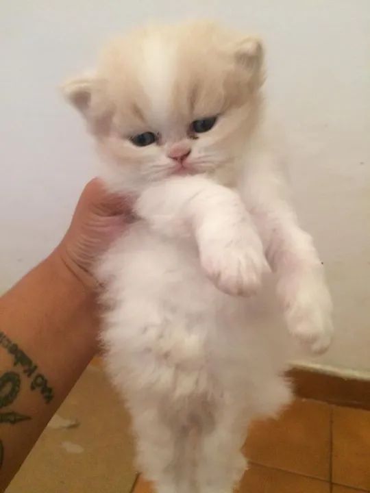  Persa disponível maravilhosos  - Foto 5