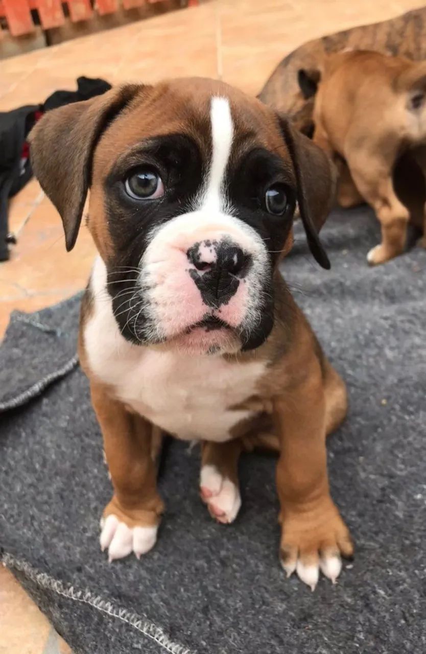 Filhotes de boxer , sua alma gêmea 