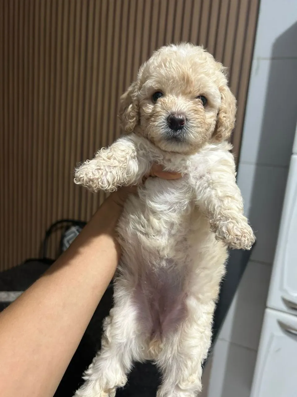 POODLE TOYZINHA CARAMELO 1200