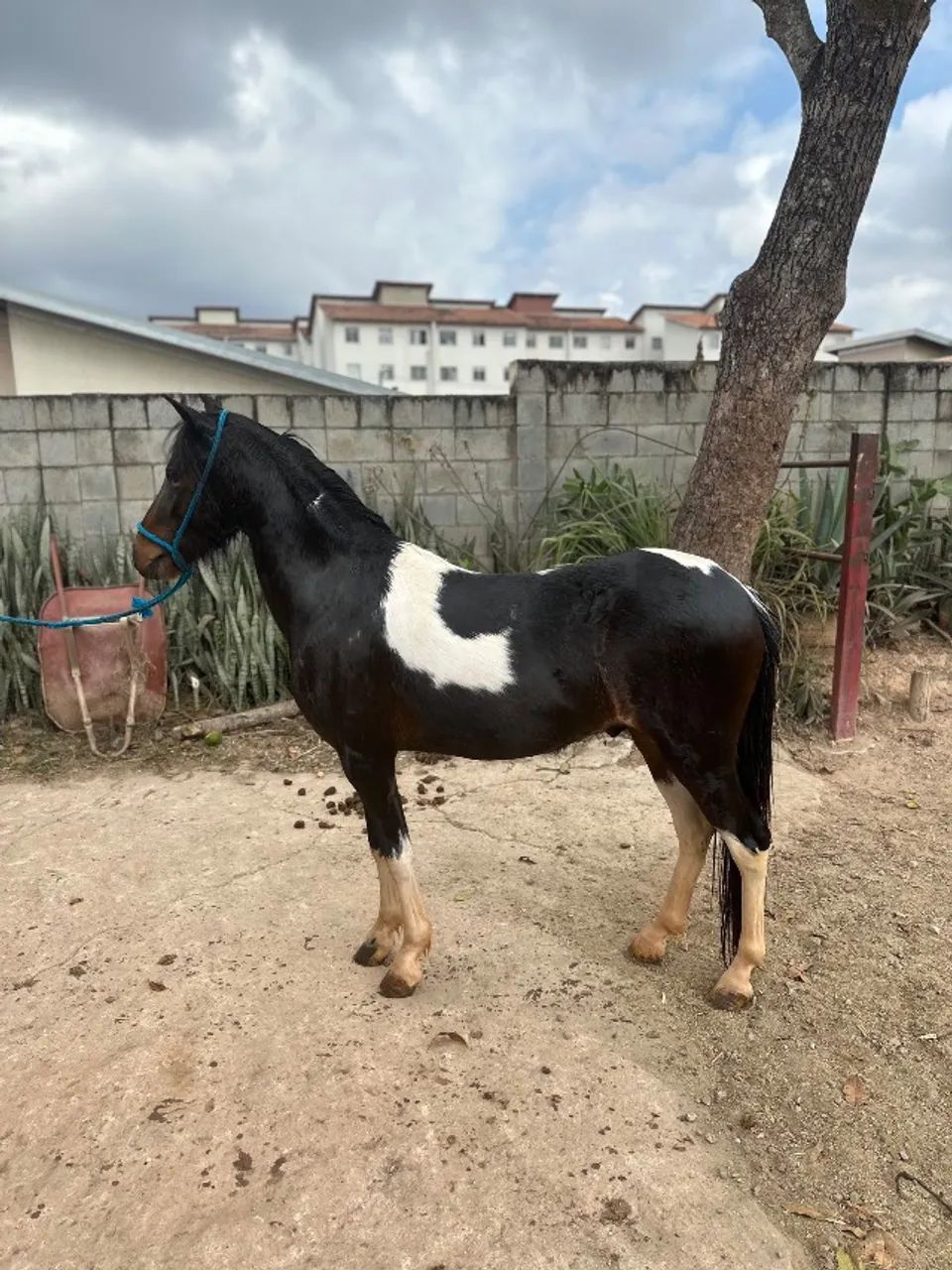 Piquira pampa de preto castrado novinho  - Foto 2