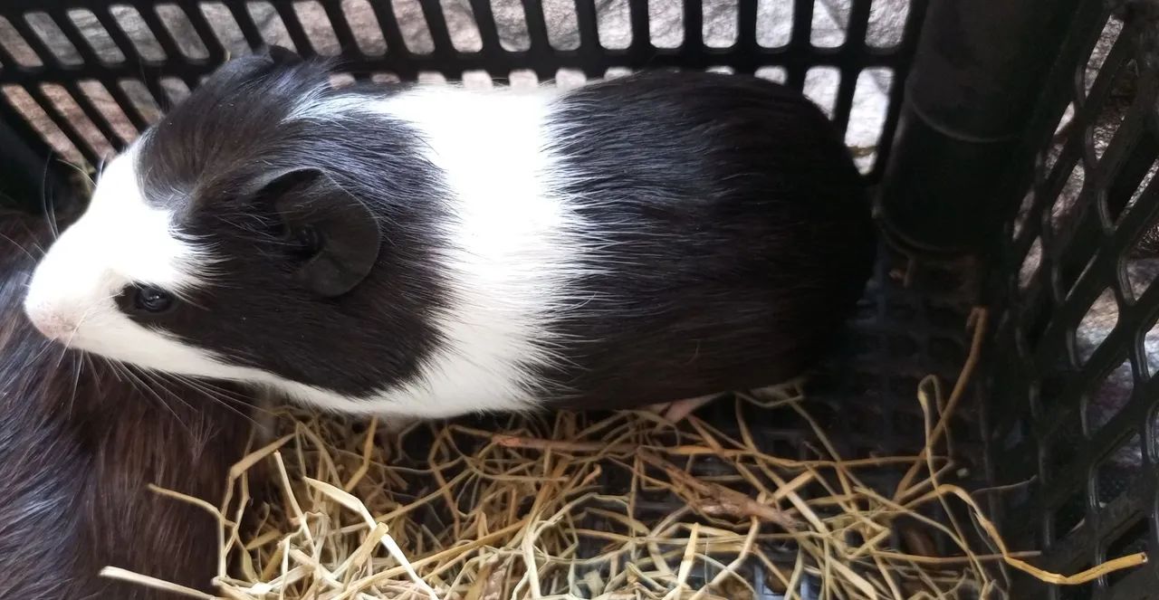 Porquinhos da índia  - Foto 2