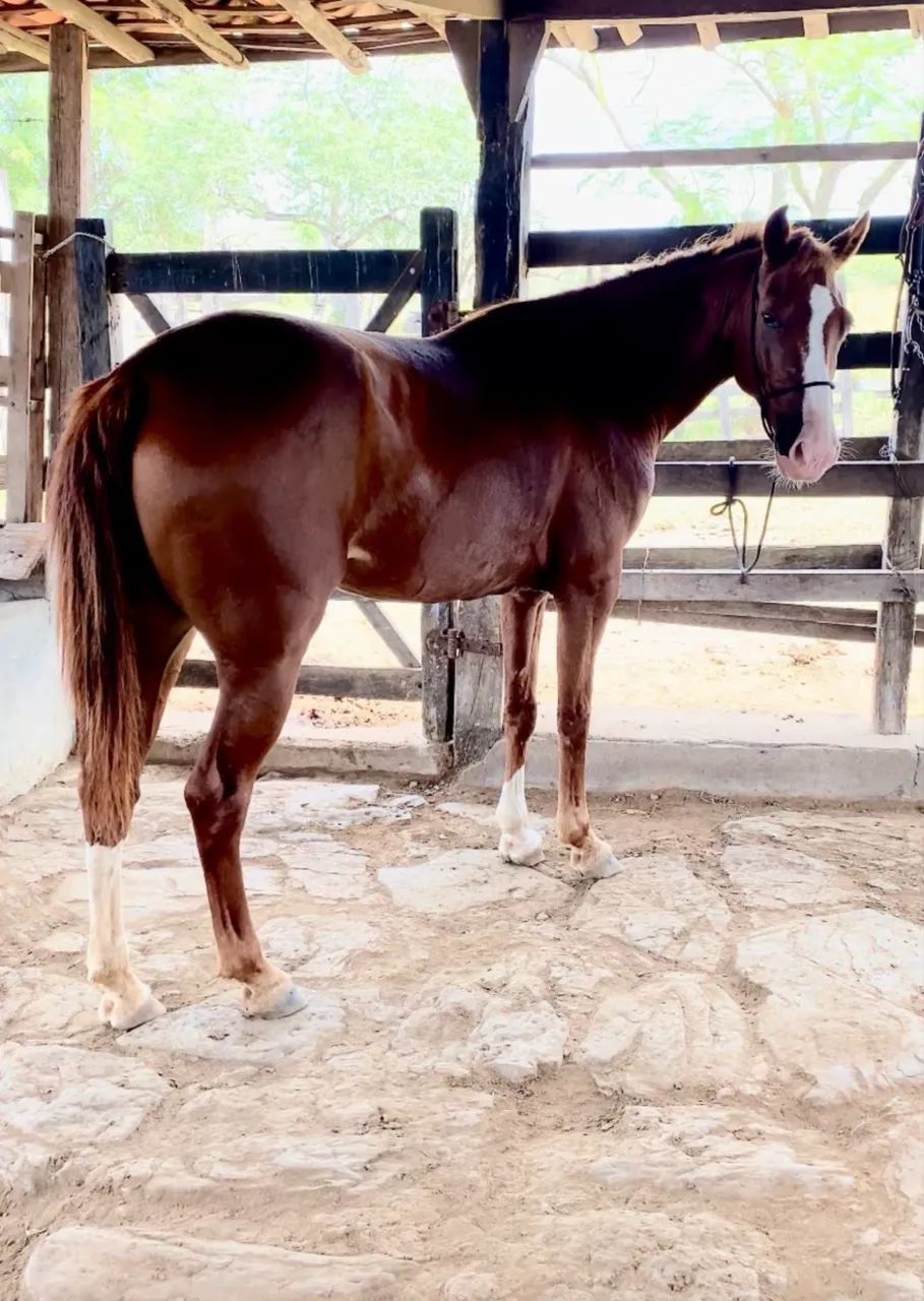Égua Mangalarga marcha Picada 