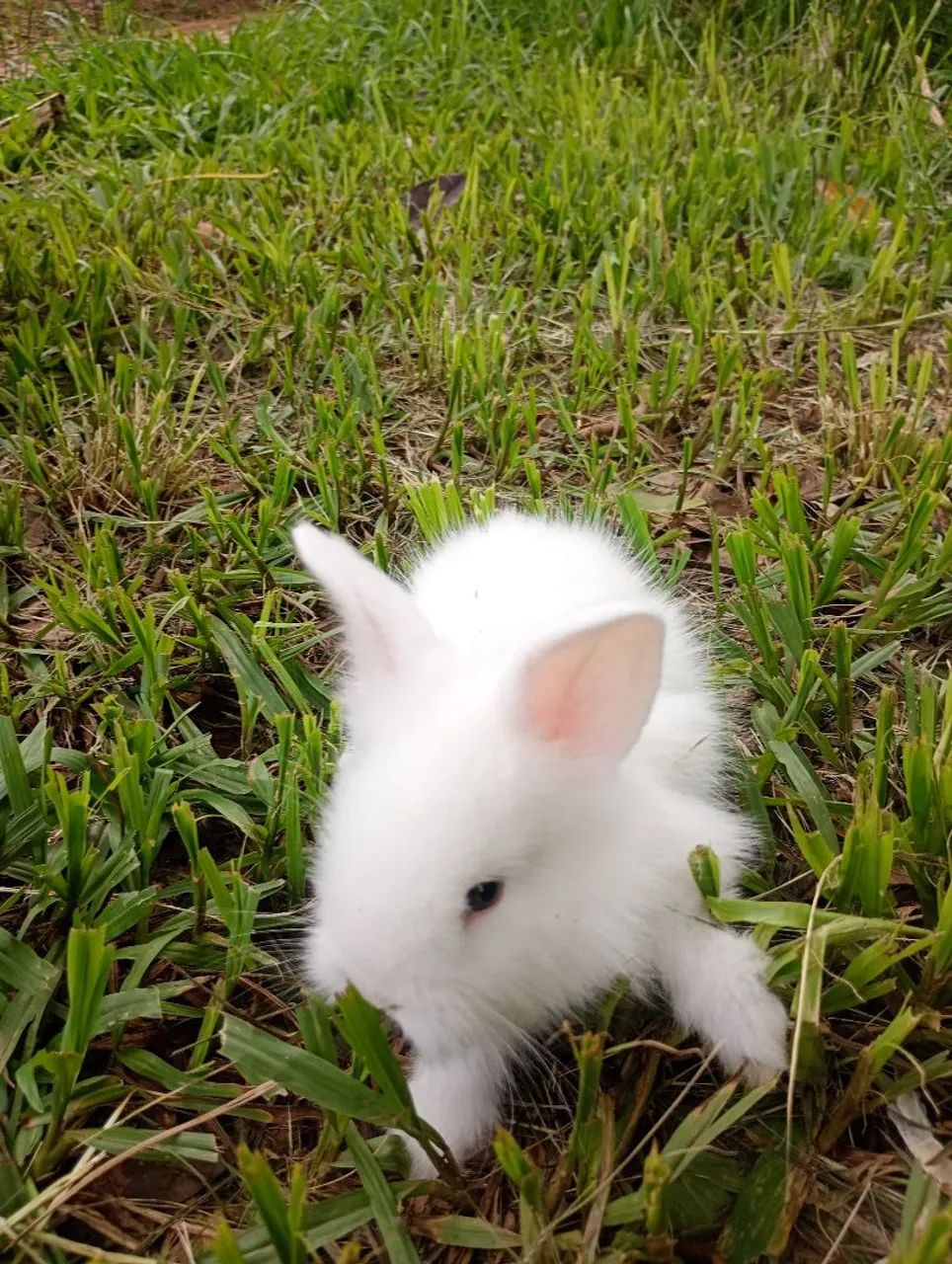 Filhotes de coelho mini Lion  - Foto 2