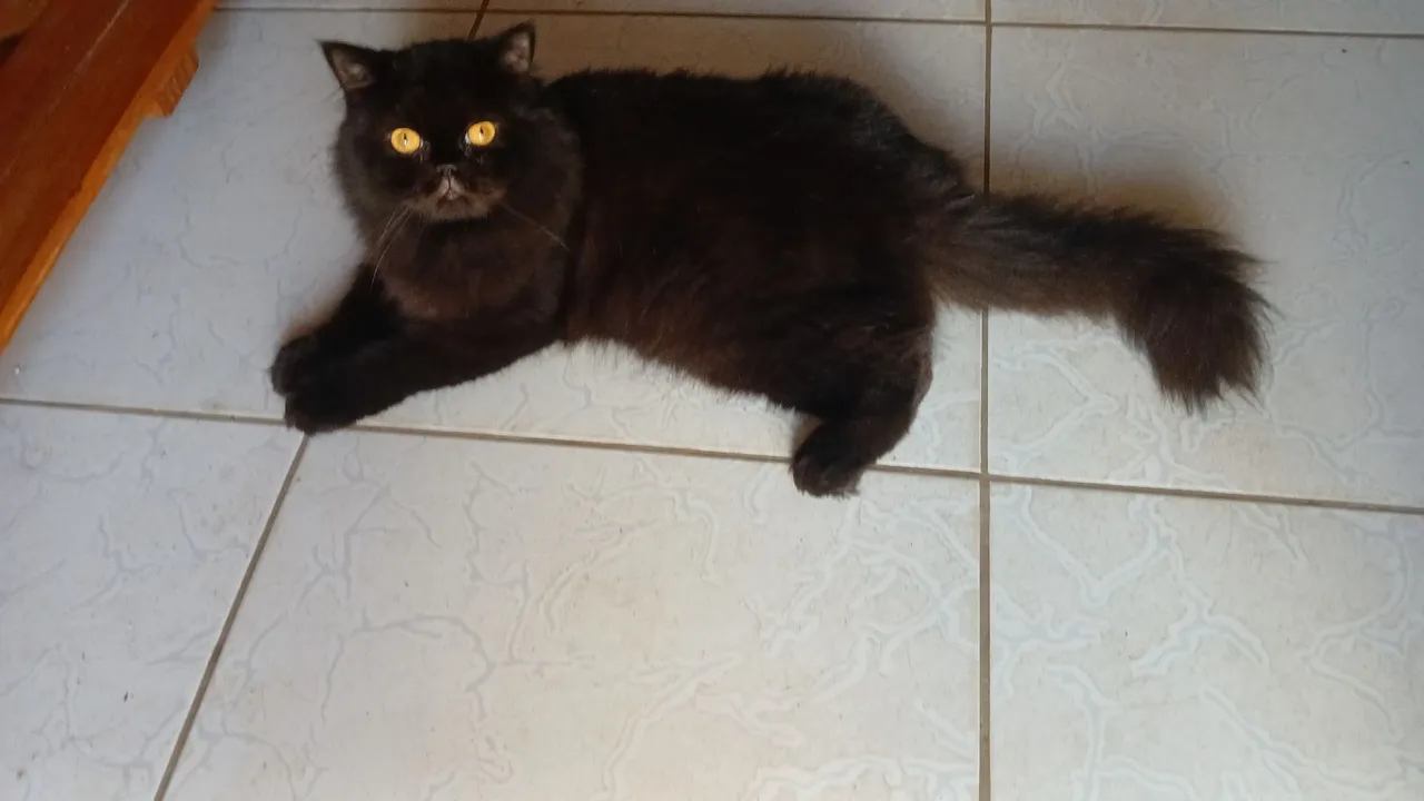 Lindo gato persa