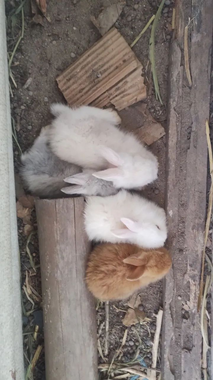 Vendo Filhotes de Coelhos