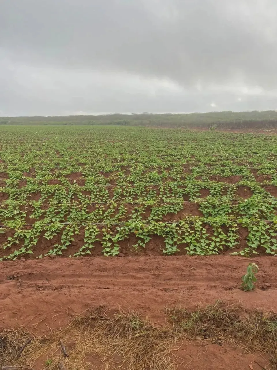 fazenda com 3.091 hectares na região de touros
