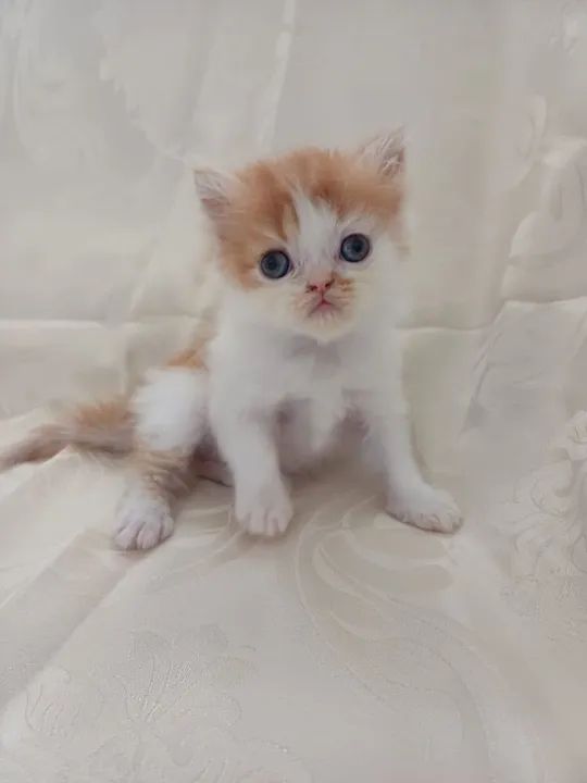  Persa disponível maravilhosos  - Foto 2