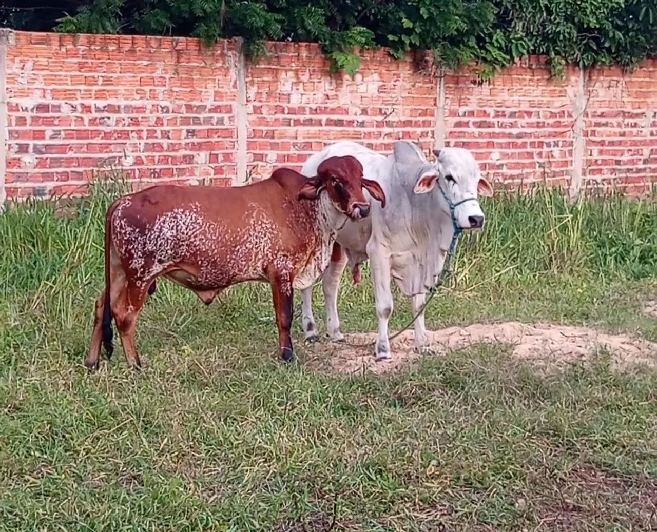 GARROTE DA RAÇA GIR - Foto 2