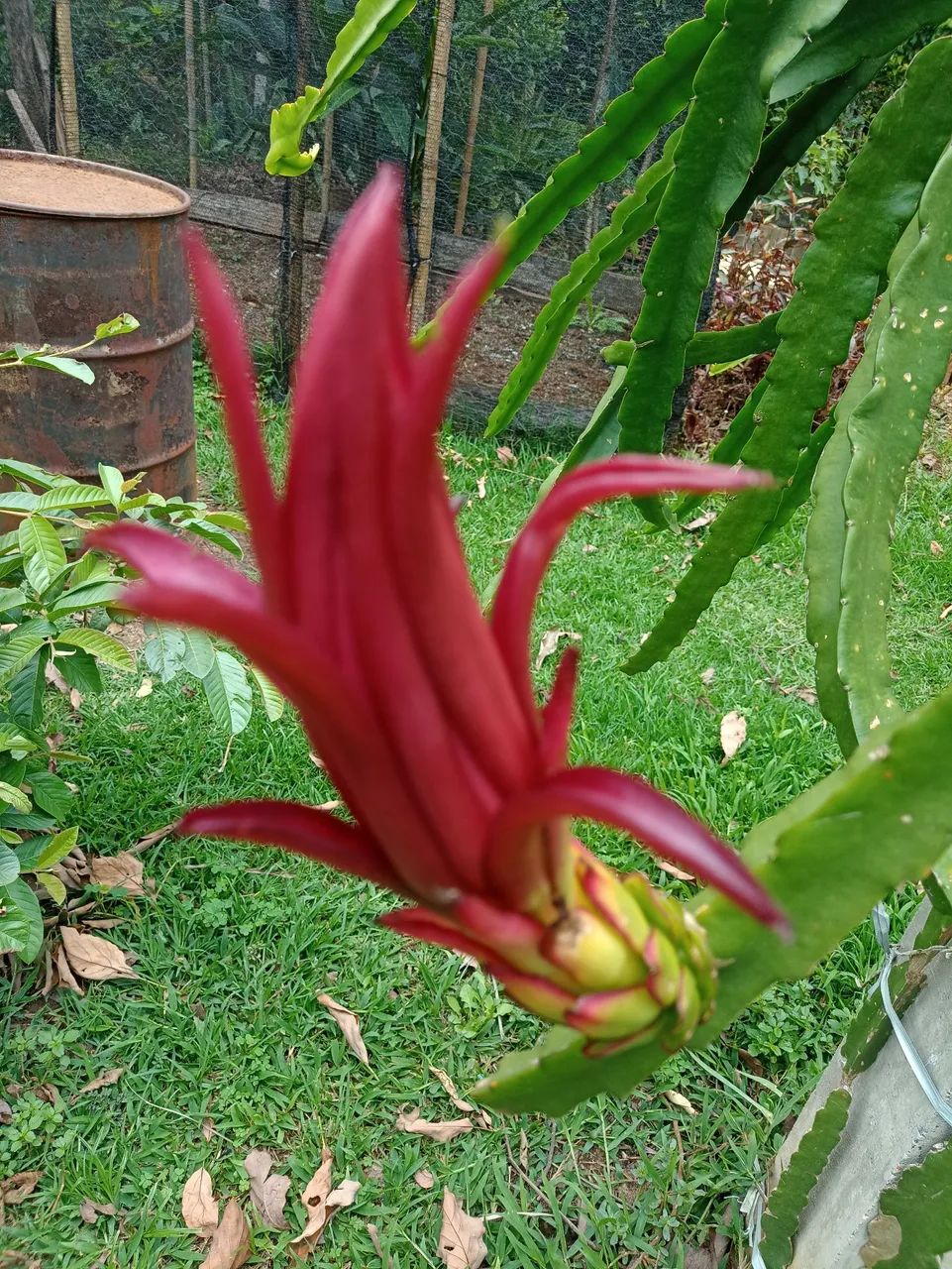 MUDA PITAYA FLOR PINK  - Foto 3