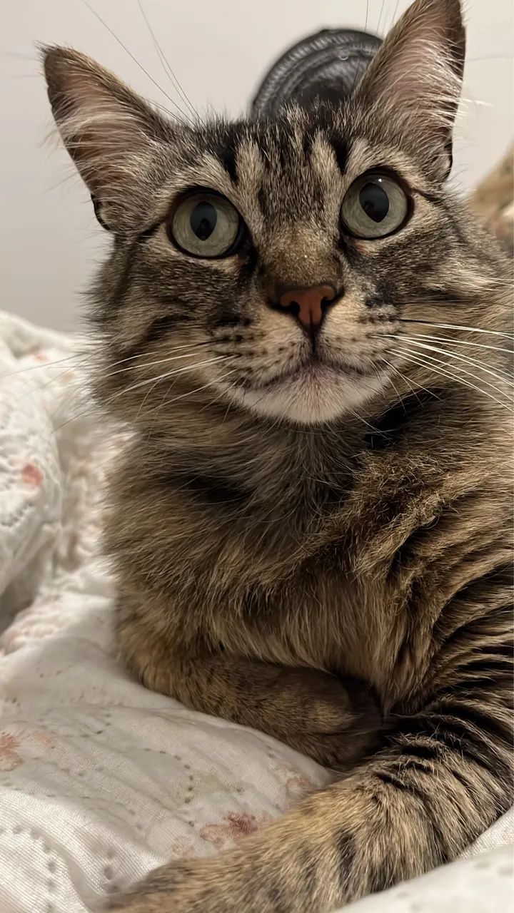 Doa se gatinho macho  - Foto 3