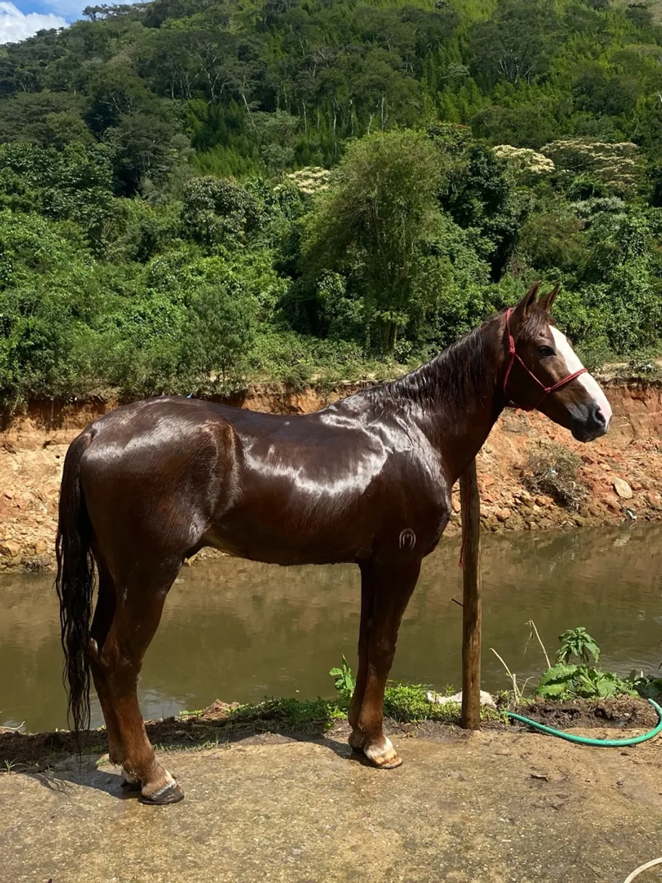 Mangalarga marchador