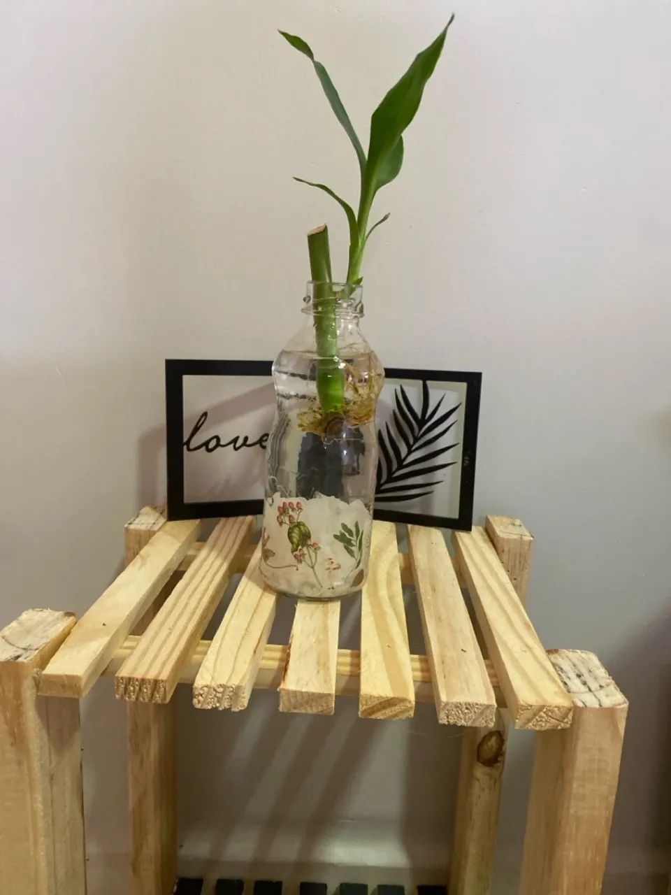 Planta Bambu da Sorte em Vaso Decorativo - Foto 3