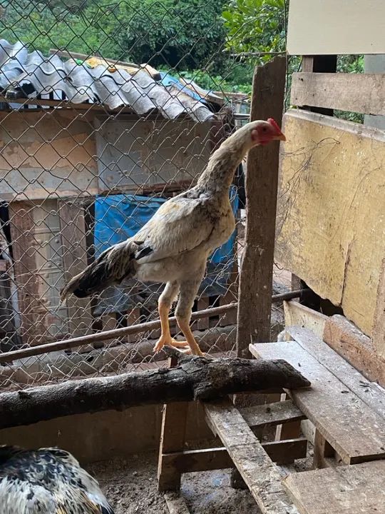 Frangos caipiras  - Foto 3