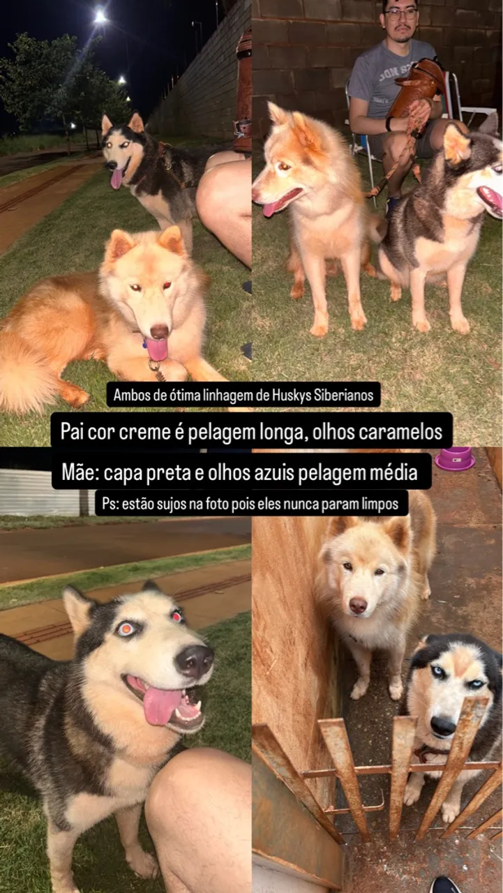 Filhotes de Husky Siberiano