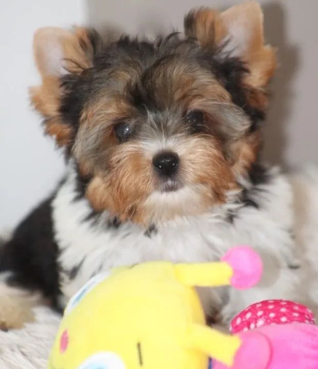  Biewer Terrier Com Pedigree e Microchip - Venda Exclusiva Para Lares Responsáveis