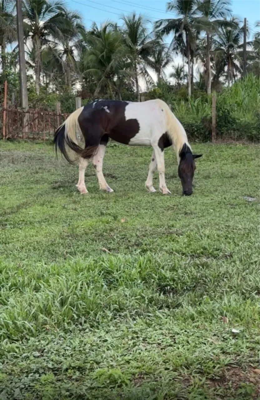 Vendo linda égua pampa prenha !