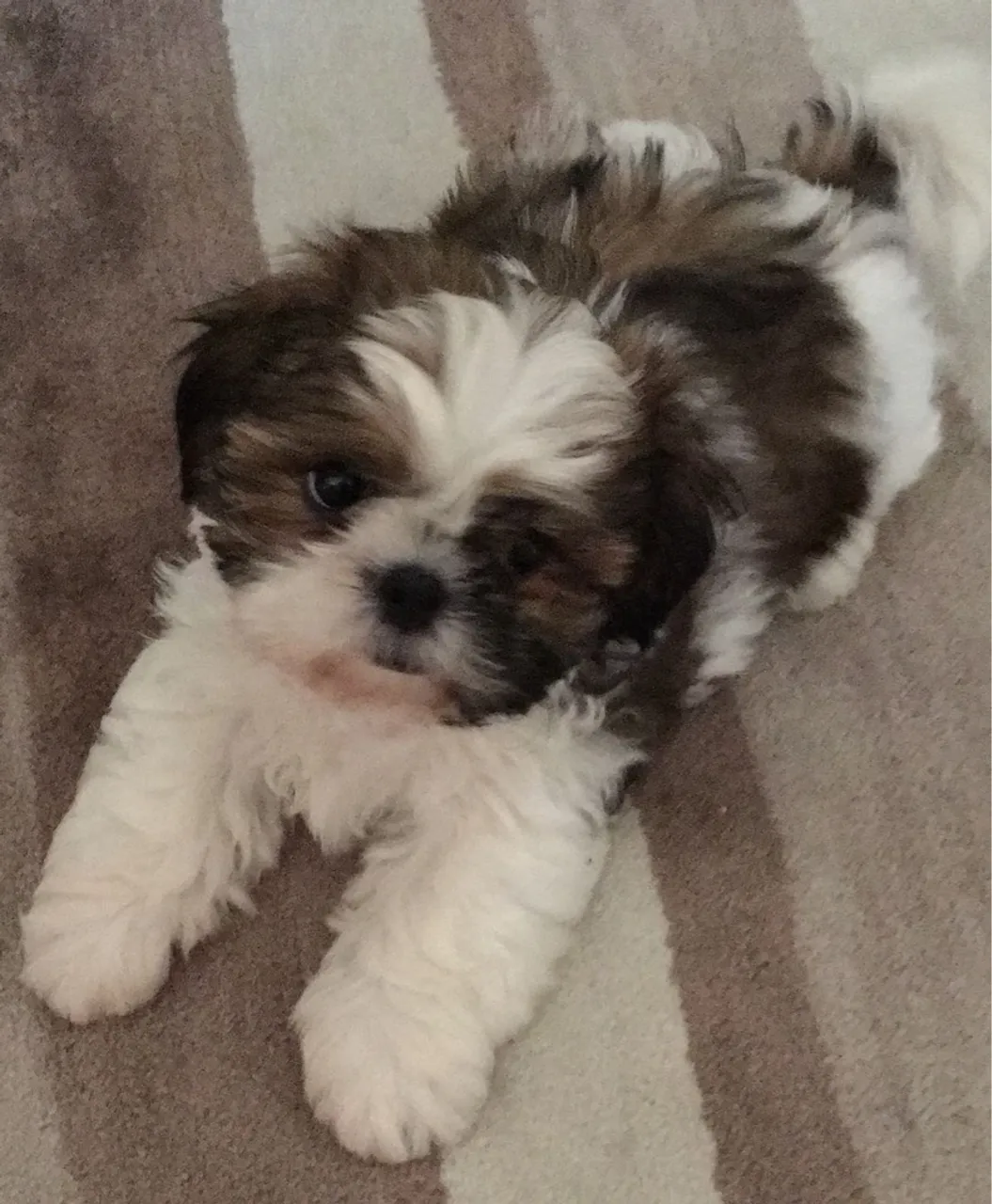 Filhote Shih Tzu fofo e brincalhão
