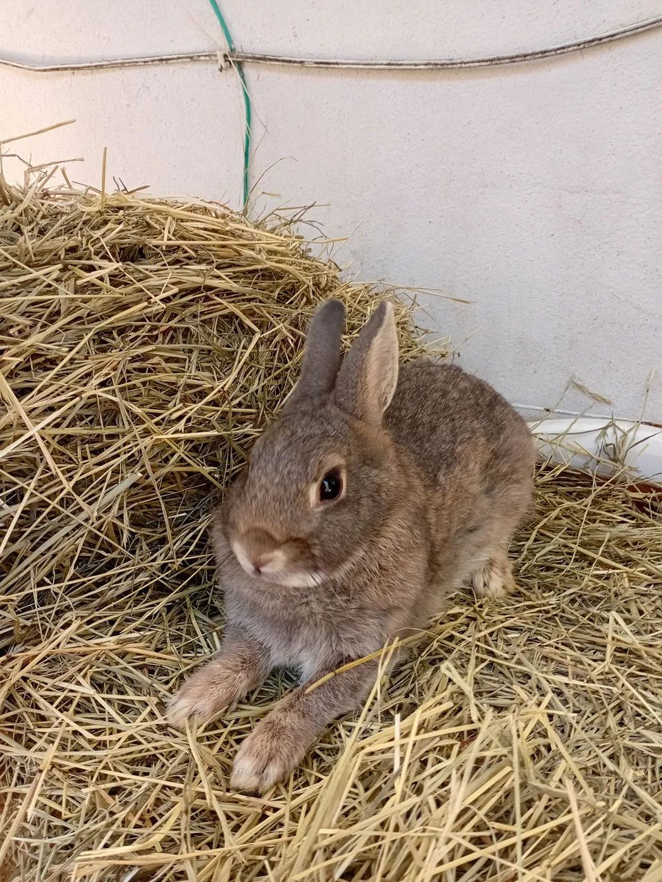 Netherland adulta  - Foto 3