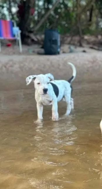 Filhote de Pit Bull ligitimo