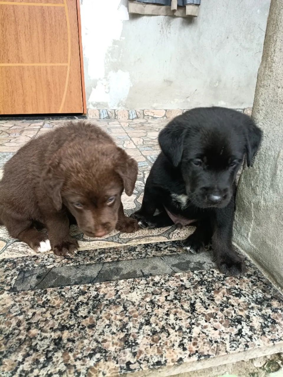 Filhotes de Labrador com Rottweiler  - Foto 4