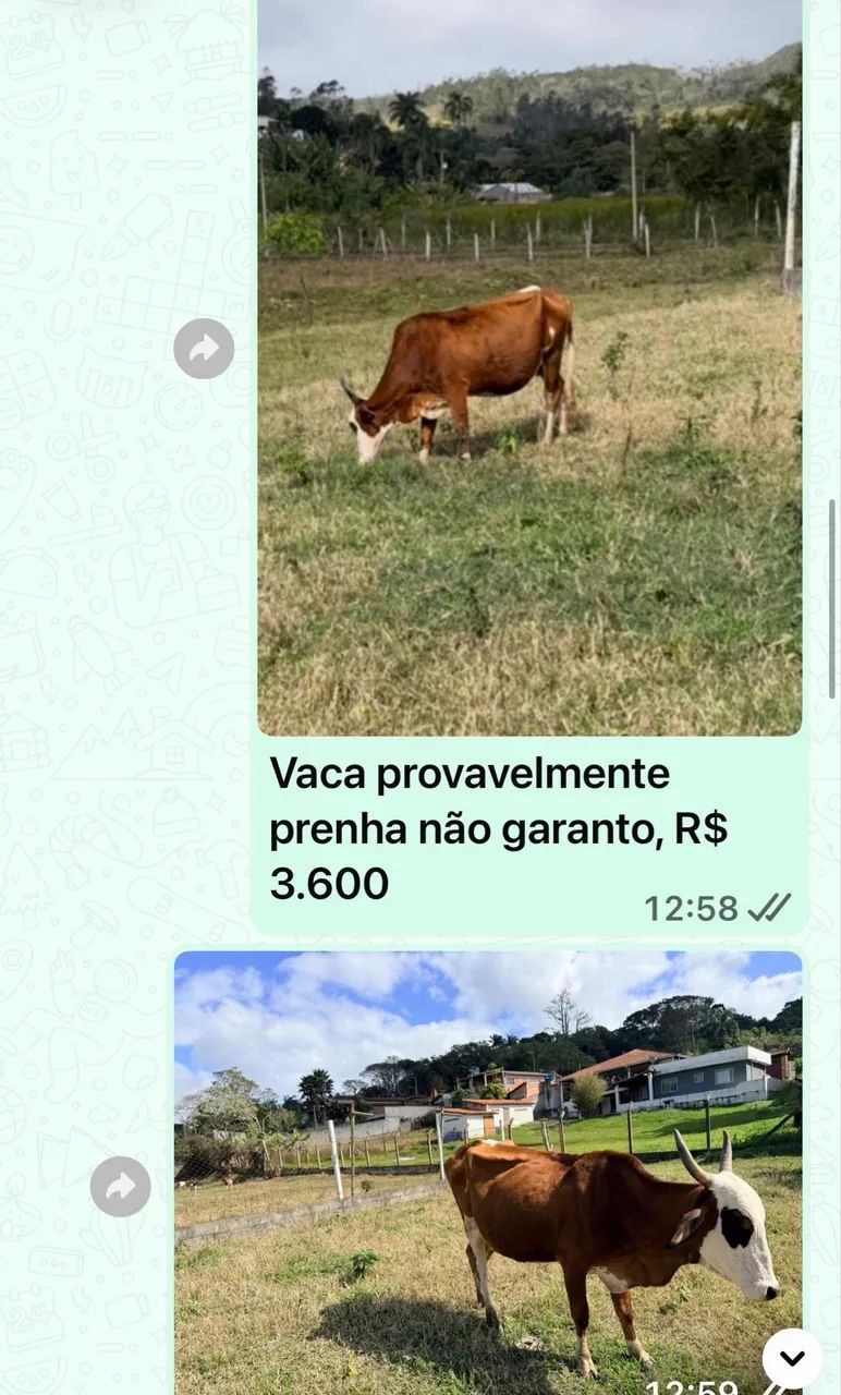 Gado de primeira  - Foto 2