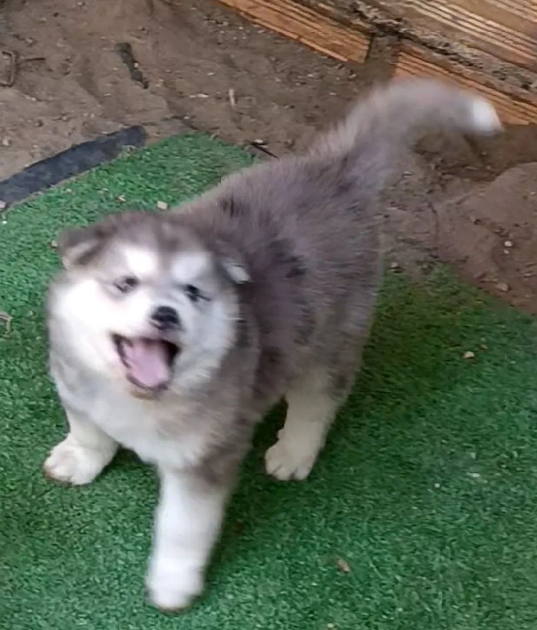 Husky siberiano - Foto 3