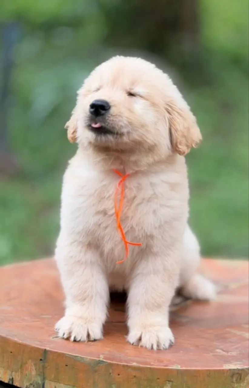 Animal  - Foto 4