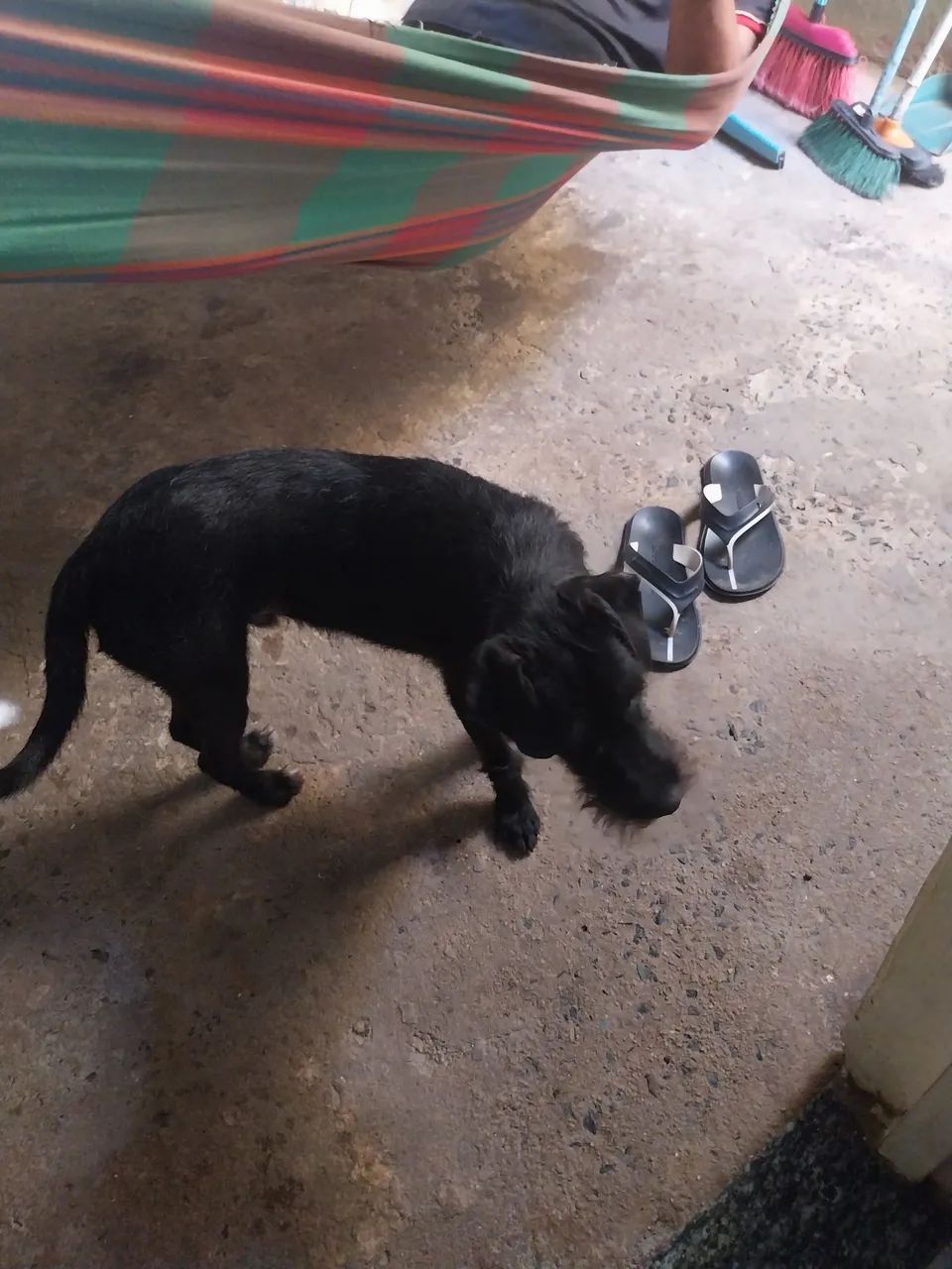 Cachorro Chamado Bob