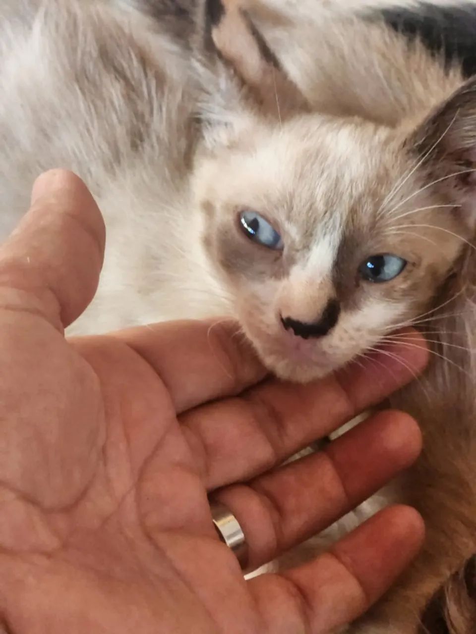 Doação responsável de gatos - Foto 2
