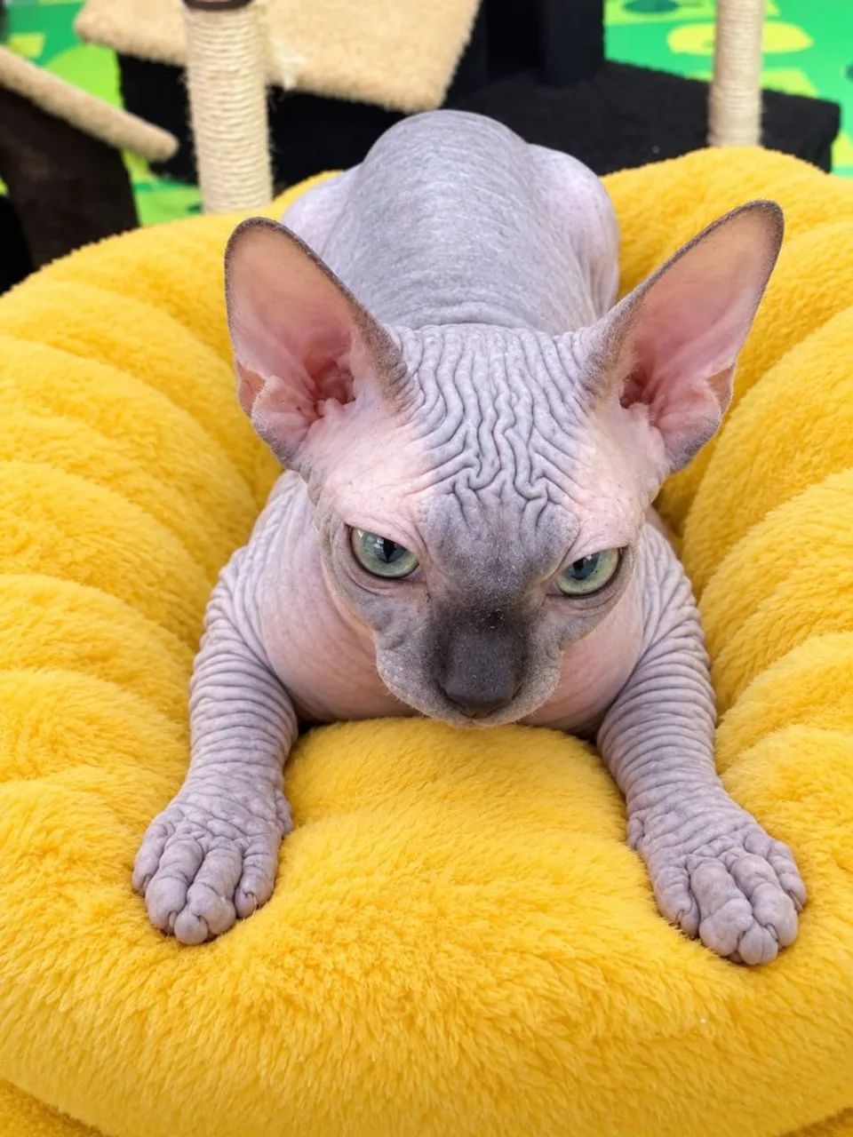 SPHYNX FÊMEA  - Foto 2