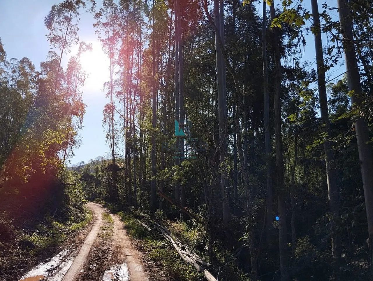 SÍTIO COM PLANTAÇÃO DE EUCALIPTOS EM CUNHA-SP