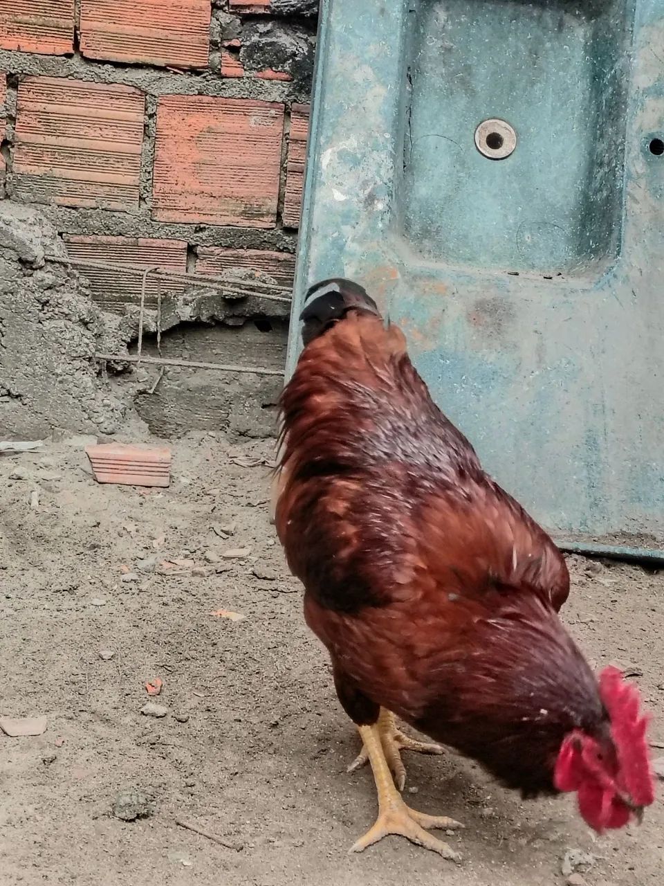 Frangos e galos  - Foto 2