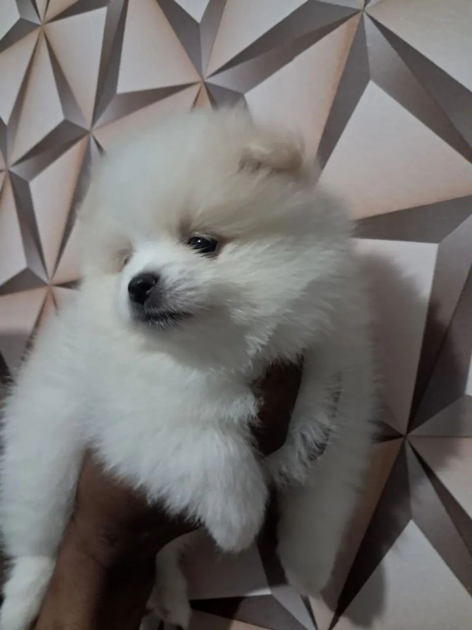 Lulu da Pomerânia macho  - Foto 2