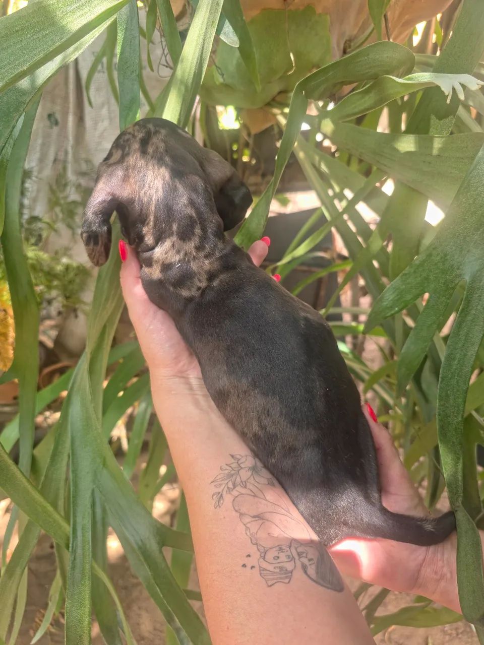 Dachshund , cofap, salsicha  - Foto 4