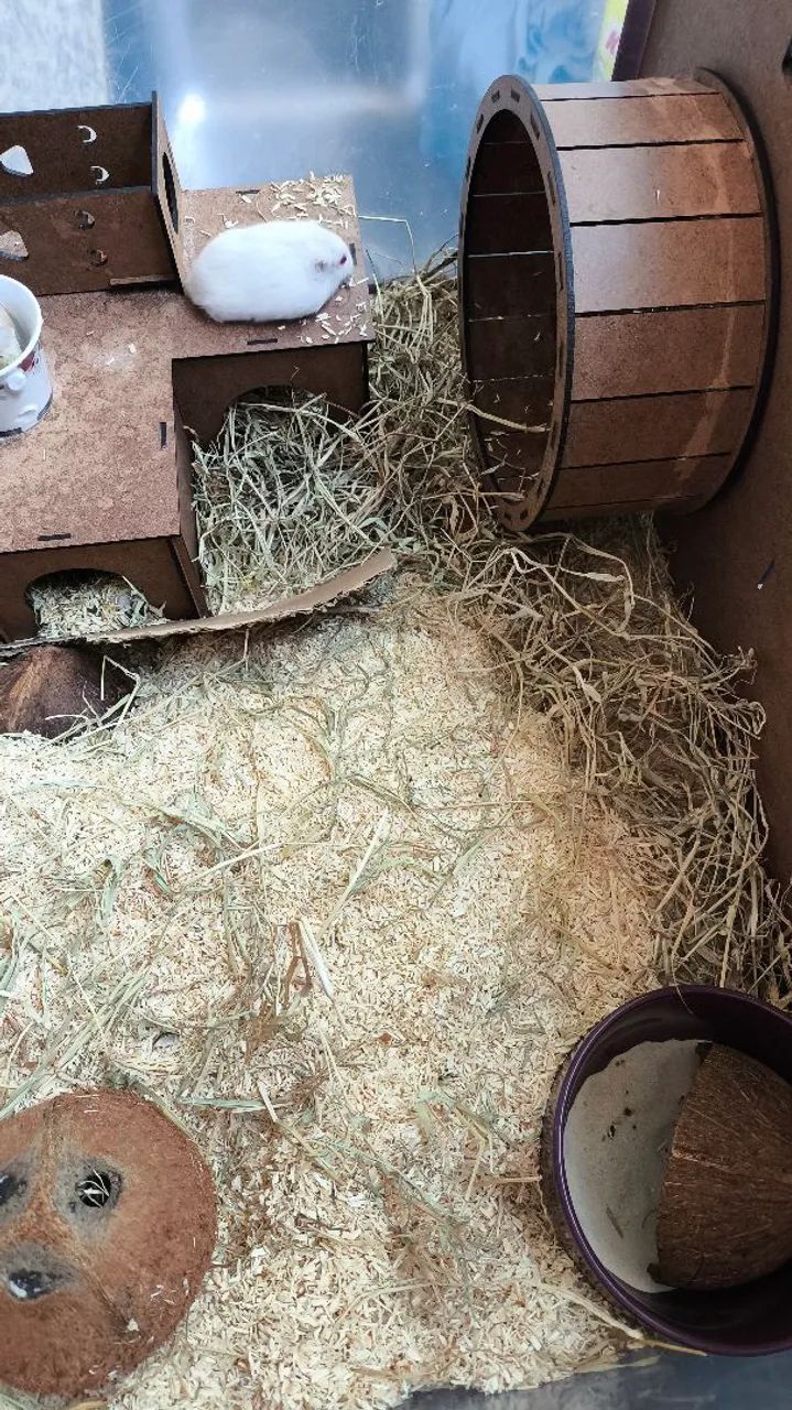 Hamster com terrário  - Foto 4