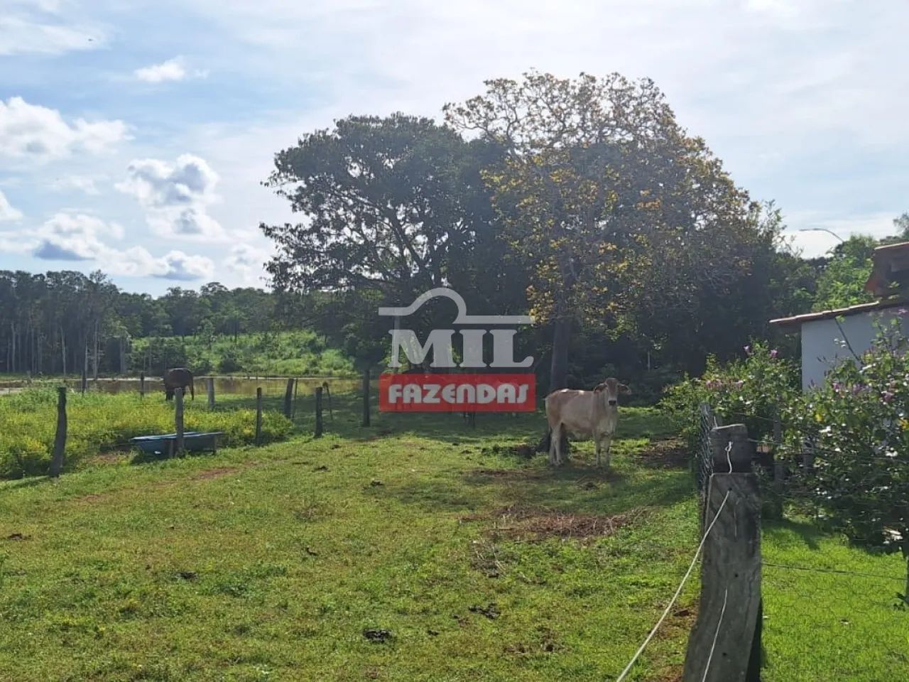 Fazenda 47,3 alqueires ( 228,93 hectares ) Pugmil - Tocantins - Foto 2