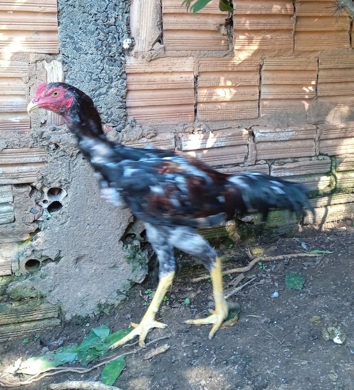 Frango índio gigante  - Foto 2