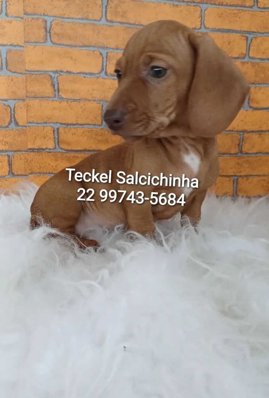 Teckel  mini - Foto 4