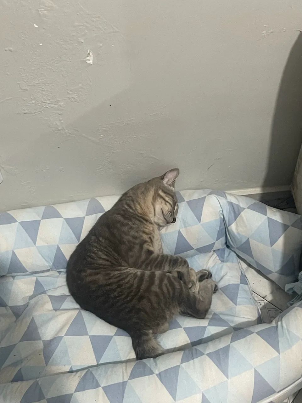 Doa-se gato - Foto 3