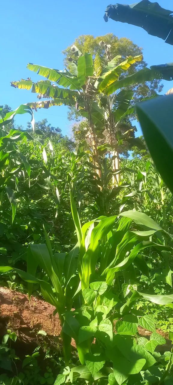 Chácara a venda! - Foto 2