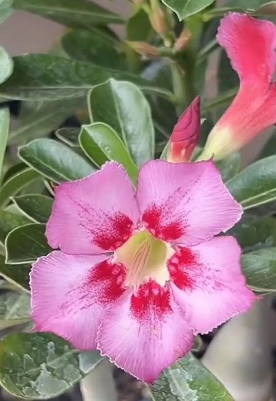 Rosa do deserto Singela  - Foto 2