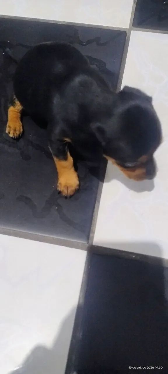Cachorrinho - Foto 4