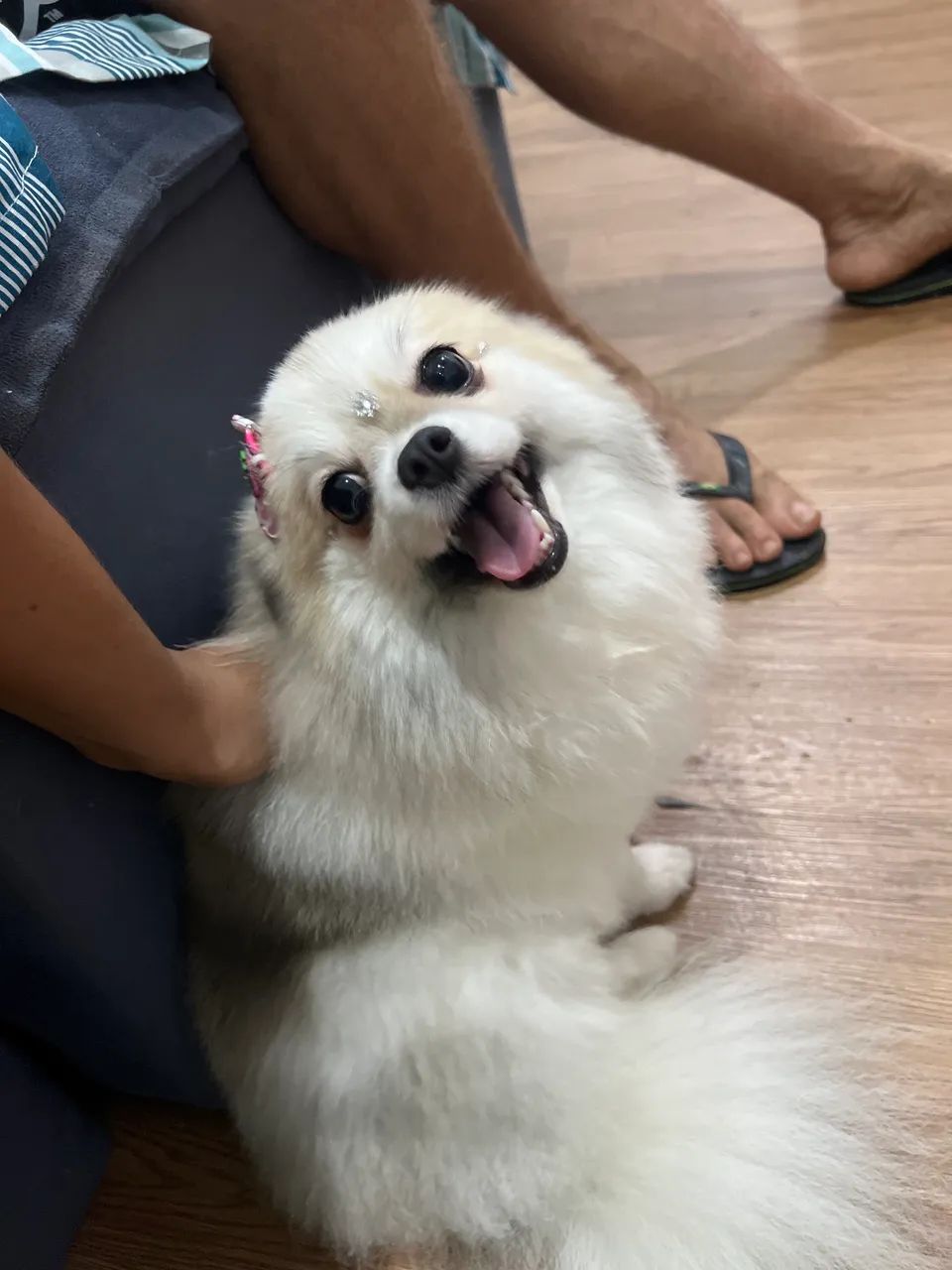 Lulu da pomerania  - Foto 3